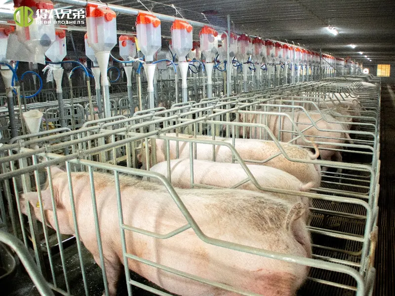 Why do farmers keep pigs in stalls?